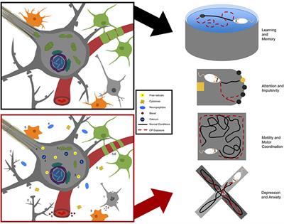 Neurotoxicity in Preclinical Models of Occupational Exposure to Organophosphorus Compounds